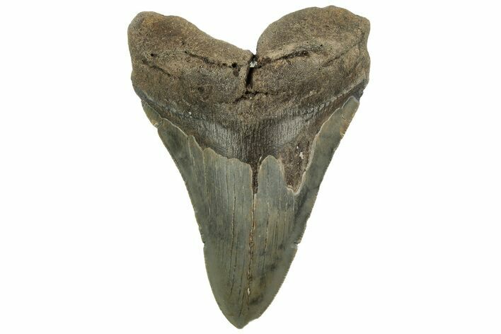Serrated, Fossil Megalodon Tooth - North Carolina #219497
